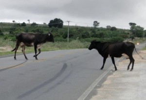 Animais soltos em rodovias foram responsáveis por diversos acidentes em vias baianas (Imagem: bocaonews)