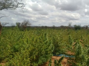 Área com plantação de maconha em Campo Formoso (Foto: Divulgação/Polícia Militar de Campo Formoso)