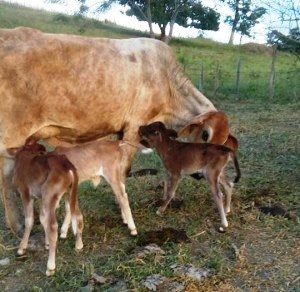 Vaca "Casa Grande" amamentando seus bezerros. (Foto: Elton Oliveira)